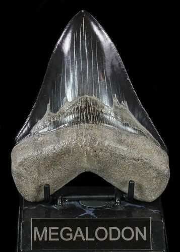 Serrated, Fossil Megalodon Tooth - Black Blade #57188